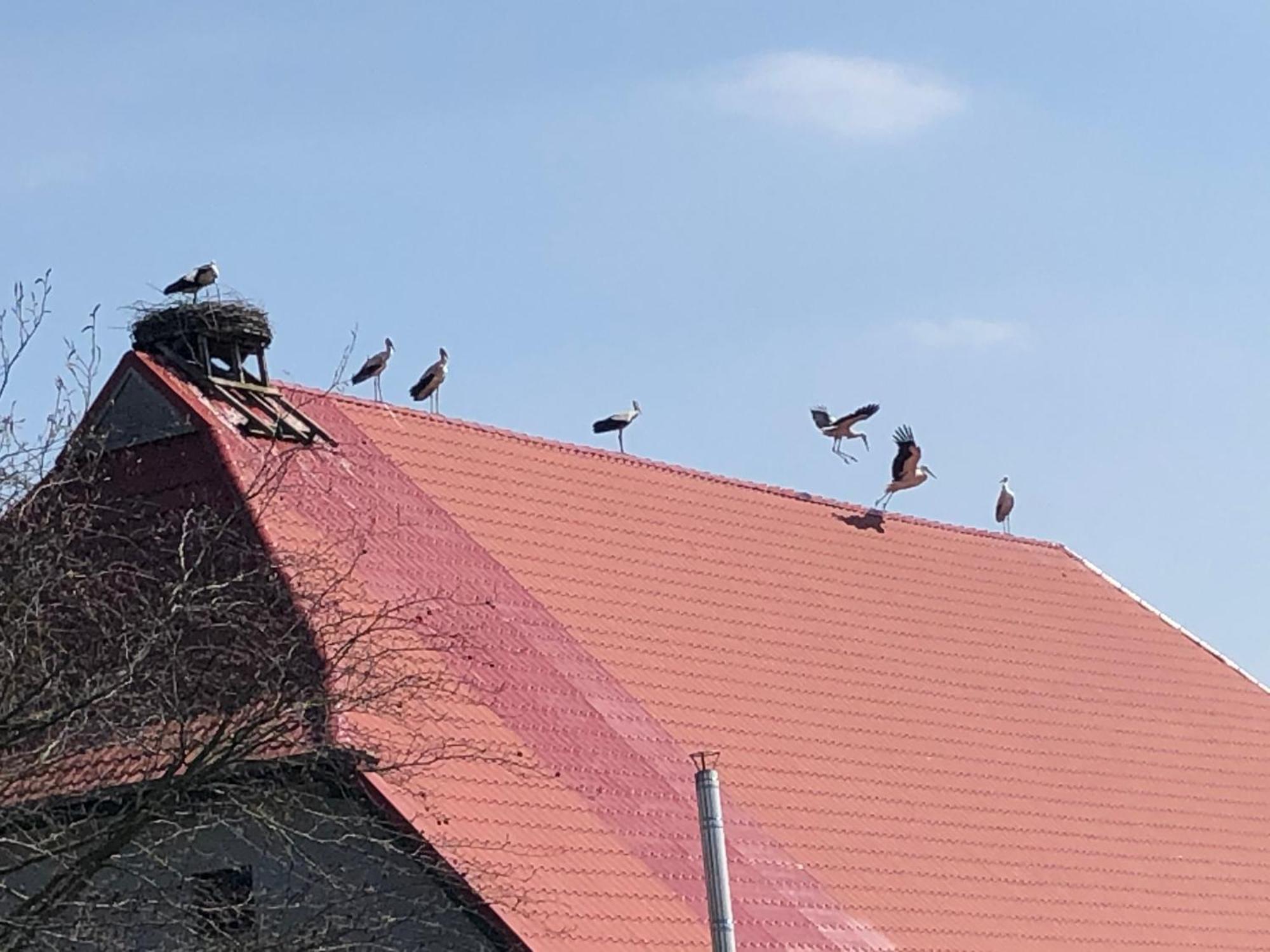 Storchenhof Apartman Eutin Kültér fotó